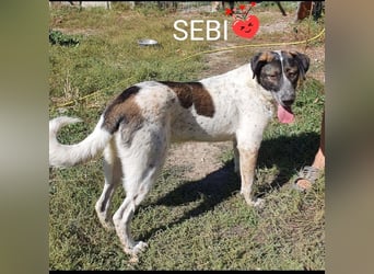 SEBI - ein toller Kerl möchte sein Herz verschenken