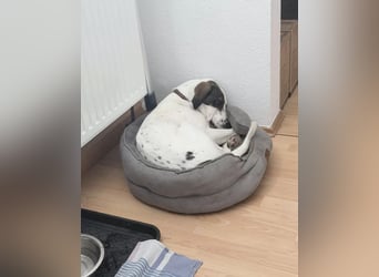 Henry, junger Pointer Mix Rüde