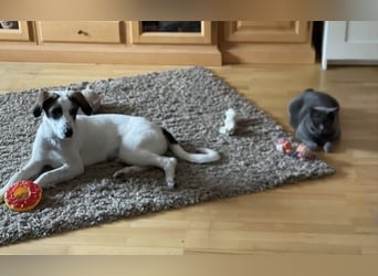 Henry, junger Pointer Mix Rüde