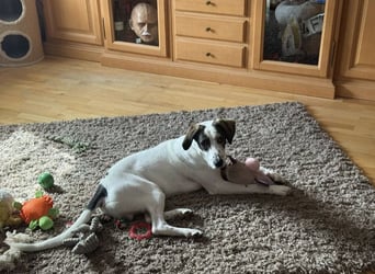 Henry, junger Pointer Mix Rüde