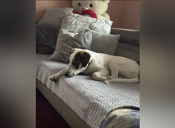 Henry, junger Pointer Mix Rüde