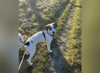 Henry, junger Pointer Mix Rüde