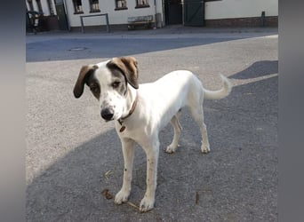 Henry, junger Pointer Mix Rüde