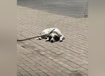 Henry, junger Pointer Mix Rüde