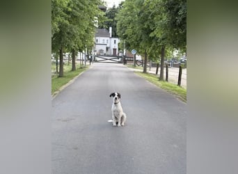 Henry, junger Pointer Mix Rüde