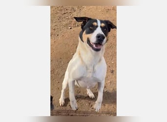 Curro(CR) Temperamentvoller junger Hund