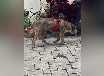 Brisa(CR) verspielte Junge Hündin