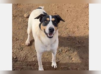 Curro(CR) Temperamentvoller junger Hund