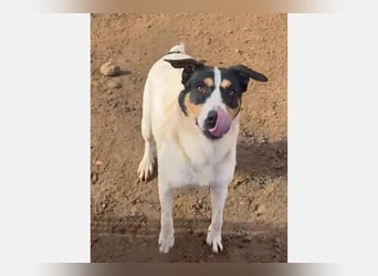 Curro(CR) Temperamentvoller junger Hund