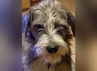 Brisa(CR) verspielte Junge Hündin