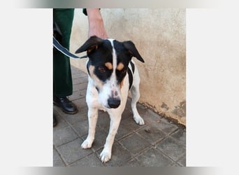 Curro(CR) Temperamentvoller junger Hund