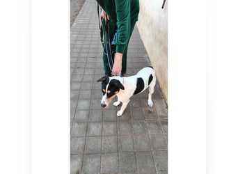Curro(CR) Temperamentvoller junger Hund