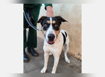 Curro(CR) Temperamentvoller junger Hund