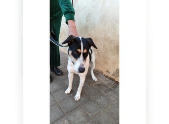 Curro(CR) Temperamentvoller junger Hund