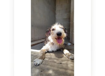 Brisa(CR) verspielte Junge Hündin