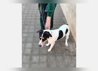 Curro(CR) Temperamentvoller junger Hund