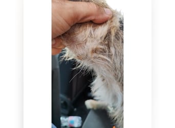 Brisa(CR) verspielte Junge Hündin