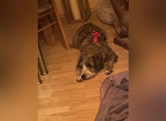 Brisa(CR) verspielte Junge Hündin