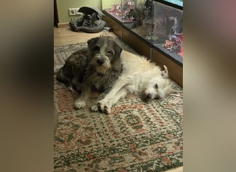 Brisa(CR) verspielte Junge Hündin