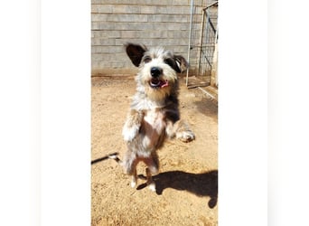 Brisa(CR) verspielte Junge Hündin