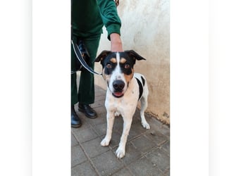 Curro(CR) Temperamentvoller junger Hund