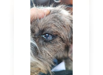 Brisa(CR) verspielte Junge Hündin