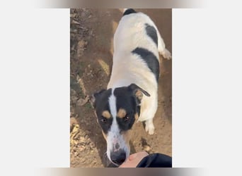 Curro(CR) Temperamentvoller junger Hund