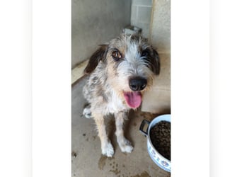 Brisa(CR) verspielte Junge Hündin