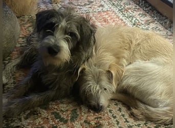 Brisa(CR) verspielte Junge Hündin