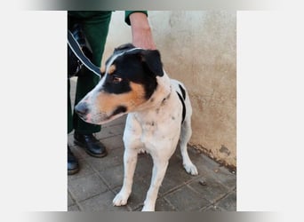 Curro(CR) Temperamentvoller junger Hund