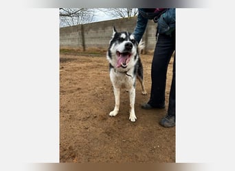 Zeus 3 (CR) wunderschöner Bube mit Kuschelfaktor