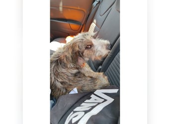 Brisa(CR) verspielte Junge Hündin