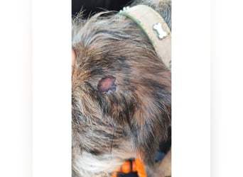 Brisa(CR) verspielte Junge Hündin