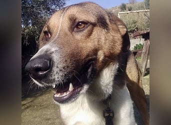 Kiwi ist eine coole Socke