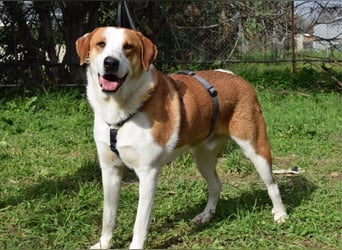 Theo: Prachtjunge auf vier Pfoten