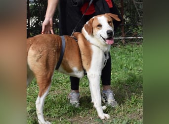 Theo: Prachtjunge auf vier Pfoten