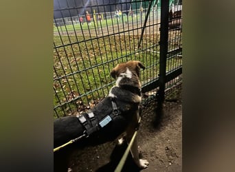 Kiwi ist eine coole Socke