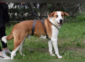 Theo: Prachtjunge auf vier Pfoten