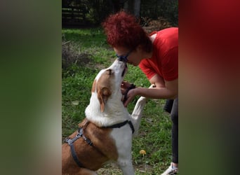 Theo: Prachtjunge auf vier Pfoten