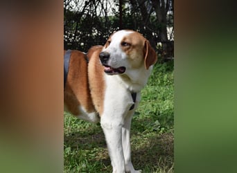 Theo: Prachtjunge auf vier Pfoten