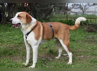 Theo: Prachtjunge auf vier Pfoten