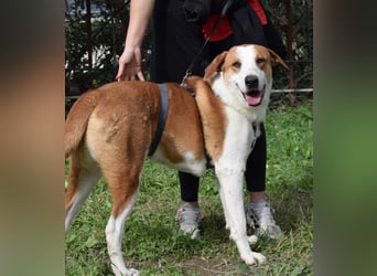 Theo: Prachtjunge auf vier Pfoten