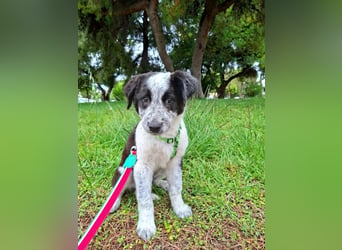 Toby ist ein fröhliches Hundekind