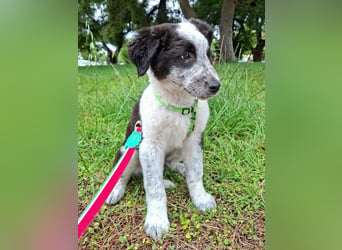 Toby ist ein fröhliches Hundekind
