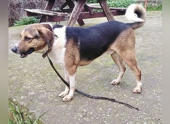 Kiwi ist eine coole Socke