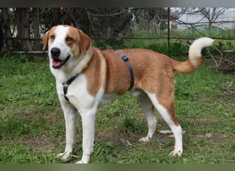 Theo: Prachtjunge auf vier Pfoten