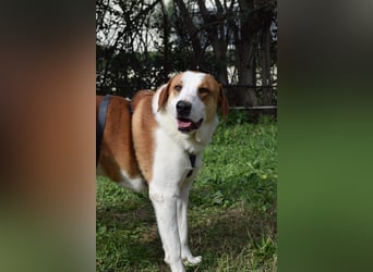 Theo: Prachtjunge auf vier Pfoten