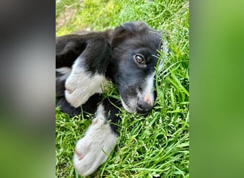 Babyboom: Zuckersüße Sachi