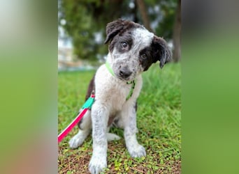 Toby ist ein fröhliches Hundekind