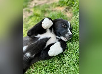 Babyboom: Zuckersüße Sachi